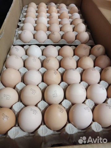 Бройлерные яйцо,Кобб 500 чехия купить на Зозу.ру - фотография № 2