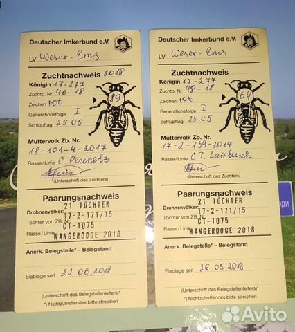 Продам 500 пчелопакетов (Карпатка, Карника) купить на Зозу.ру - фотография № 4