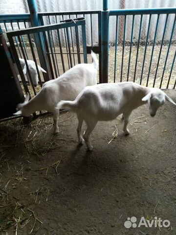 Продаются две скотные козы, помесь ламанча и заане купить на Зозу.ру - фотография № 9