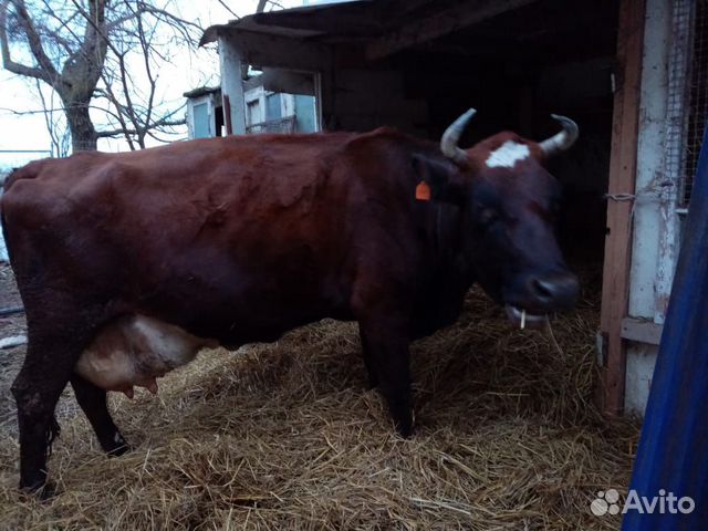 Продается корова(с телёнком) купить на Зозу.ру - фотография № 1