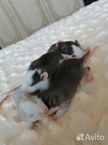 Малышы крысятки купить на Зозу.ру - фотография № 4