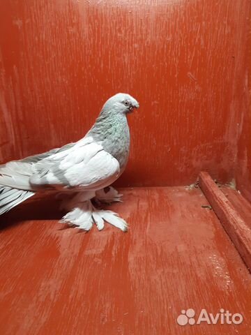 Узбекские двухчубые голуби купить на Зозу.ру - фотография № 3