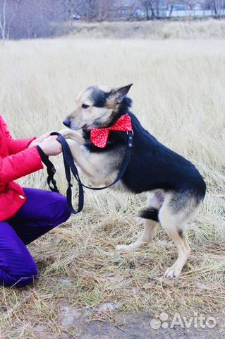 Отдается добрый пес Веня в добрые руки купить на Зозу.ру - фотография № 2