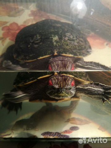Отдам в заботливые руки самку красноухой черепахи купить на Зозу.ру - фотография № 1