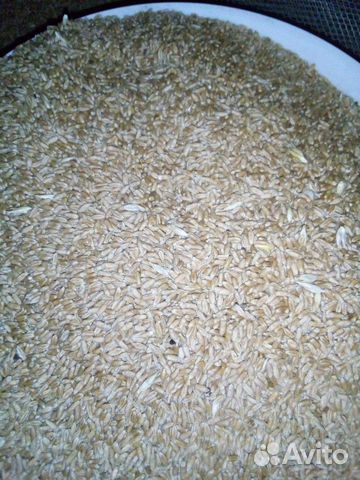 Обменяю пшеницу на ячмень или Курурузу купить на Зозу.ру - фотография № 1