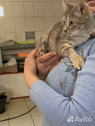 Кошка