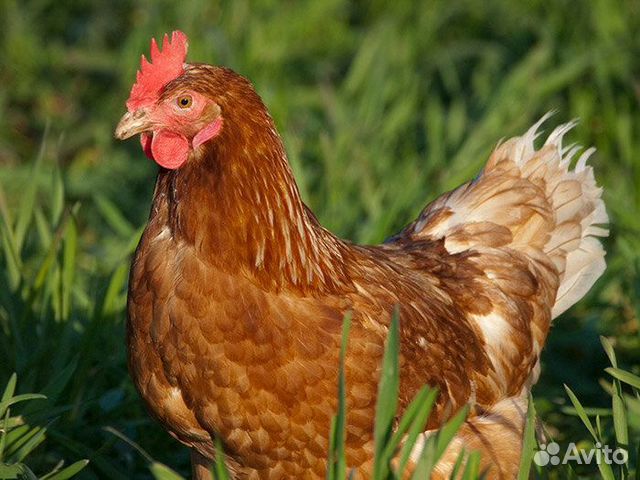 Яйцо и цыплята ломан браун купить на Зозу.ру - фотография № 1