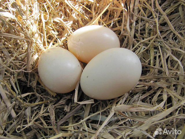 Гусиные и утиные яйца купить на Зозу.ру - фотография № 1