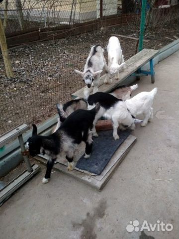 Продаются козы с козлятами купить на Зозу.ру - фотография № 1