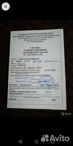 Продам западно сибирских щенят купить на Зозу.ру - фотография № 7