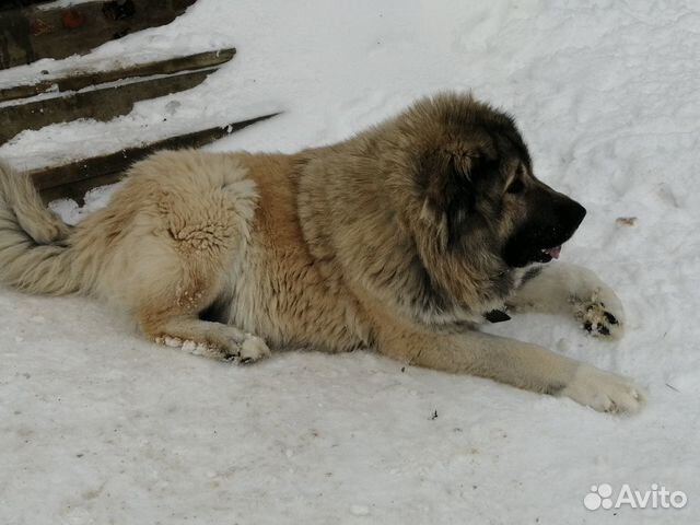 Купить Щенка Кавказской Овчарки В Чите