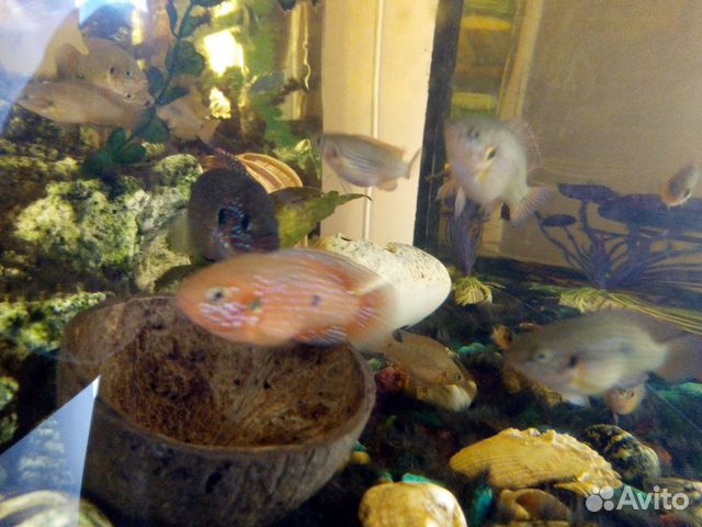 Аквариумные рыбки: цихлиды Хромис-Красавец купить на Зозу.ру - фотография № 2