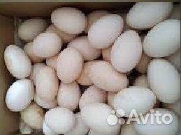 Продаем гусиные яйца купить на Зозу.ру - фотография № 1