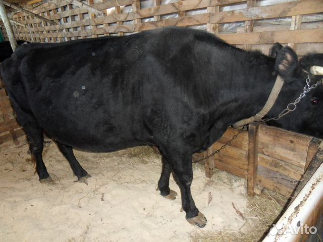 Стельная корова купить на Зозу.ру - фотография № 1