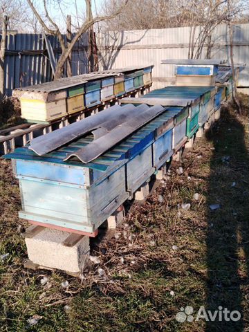 Пчёлы купить на Зозу.ру - фотография № 6