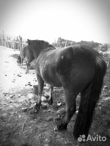 Продам лошадь жеребую, все вопросы по телефону купить на Зозу.ру - фотография № 4