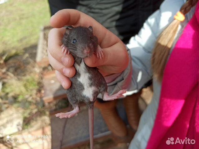 Крысята породистые купить на Зозу.ру - фотография № 1