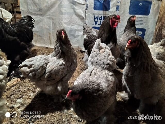 Цыплята, инкубационное яйцо купить на Зозу.ру - фотография № 10