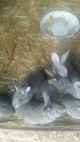 Кролики фландер купить на Зозу.ру - фотография № 6