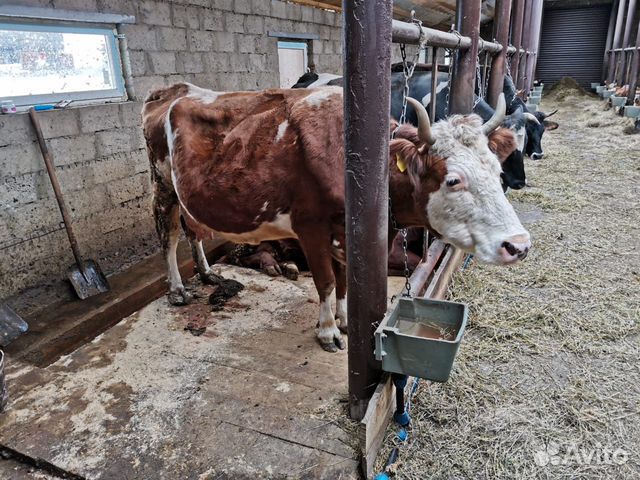 Продаю корову купить на Зозу.ру - фотография № 1
