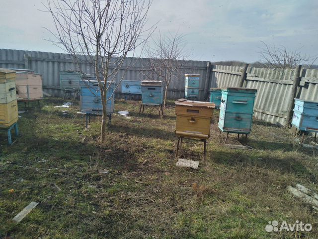 Пчелосемьи, пчелопакет купить на Зозу.ру - фотография № 1