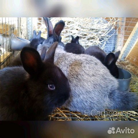 Кролики Серебро купить на Зозу.ру - фотография № 2