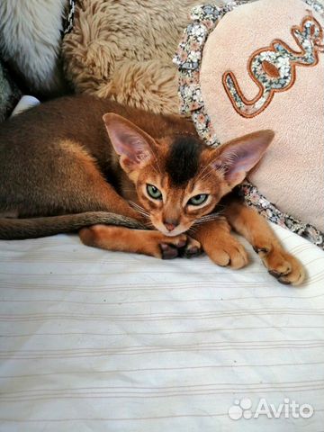 Абиссинская