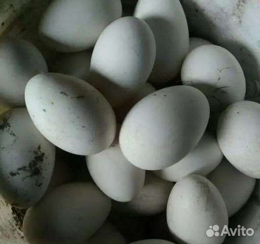 Яйца гусиные для инкубатора купить на Зозу.ру - фотография № 1