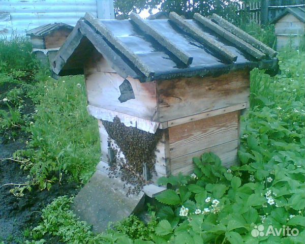 Пчелы в ульях, пасека купить на Зозу.ру - фотография № 5