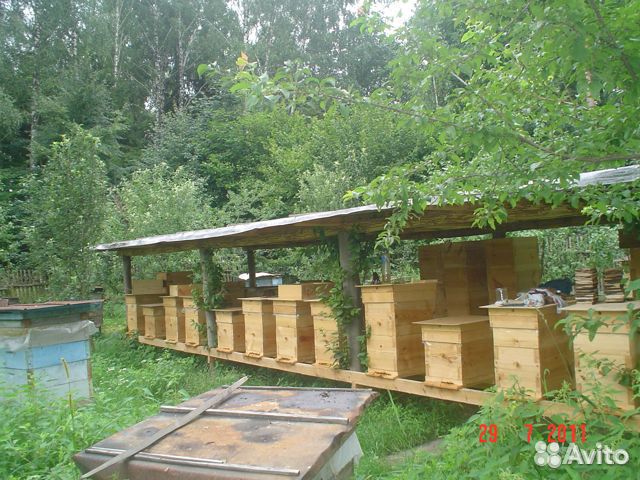 Пчелы дальневосточные купить на Зозу.ру - фотография № 1