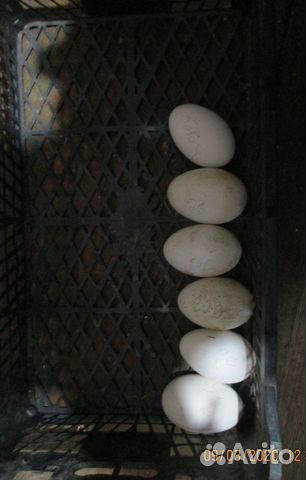 Гусиное инкубационное яйцо купить на Зозу.ру - фотография № 2