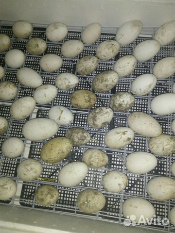 Яйцо инкубационное гусиное купить на Зозу.ру - фотография № 3