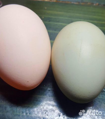 Пасхальные петухи 6.5 мес, с геном голубого яйца купить на Зозу.ру - фотография № 1