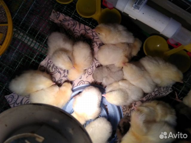 Продам цыплят адлерские серебристые купить на Зозу.ру - фотография № 1