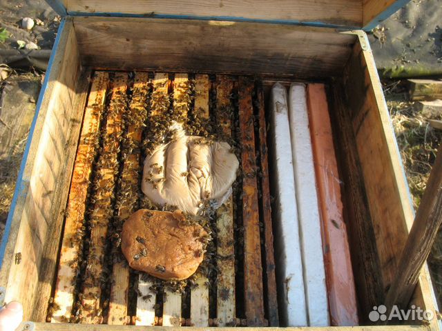 Пчёлы (зимовалые пчелосемьи), Всеволожский р-н купить на Зозу.ру - фотография № 1