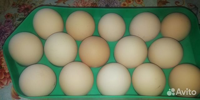 Петухи, куры и яйцо купить на Зозу.ру - фотография № 3