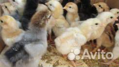 Продам цыплят, инкубационное яйцо купить на Зозу.ру - фотография № 1