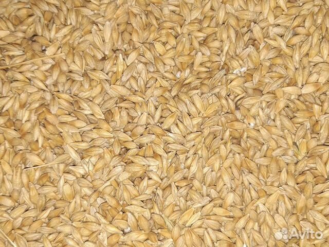 Зерно.Кукуруза.Пшеница.Ячмень купить на Зозу.ру - фотография № 3