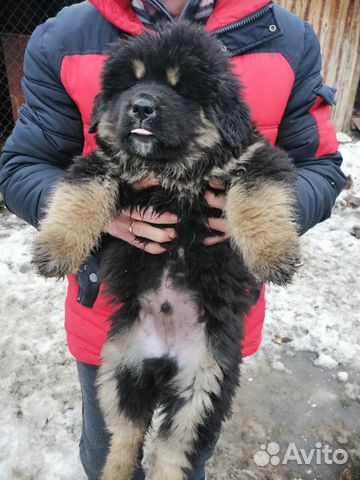Продам щенков Тибетского мастифа купить на Зозу.ру - фотография № 9
