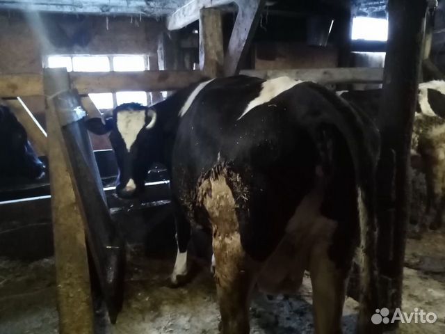 Продается корова милка купить на Зозу.ру - фотография № 1