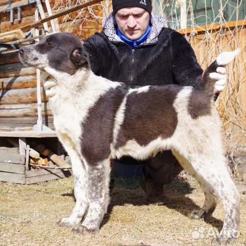 Среднеазиатская овчарка купить на Зозу.ру - фотография № 2