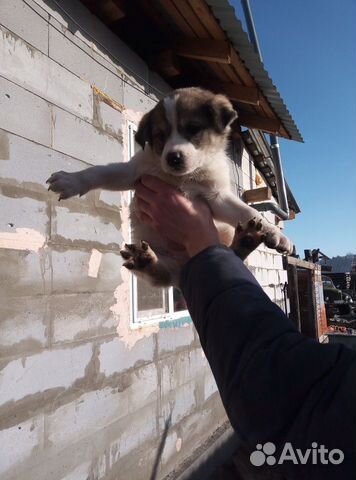 Собака смесь сао купить на Зозу.ру - фотография № 2