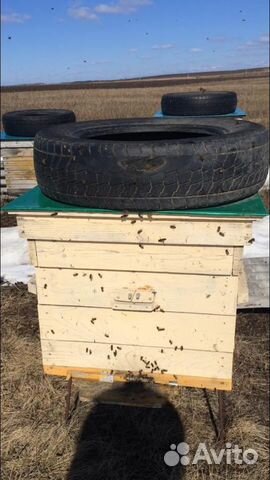 Продам пчелосемьи и пакеты купить на Зозу.ру - фотография № 2