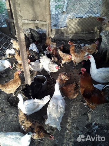 Курица,петушки,индоутки,индоутаки белые купить на Зозу.ру - фотография № 4