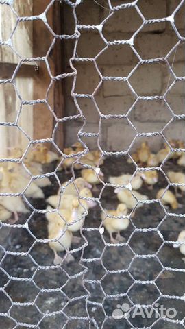 Яйца инкубационные и цыплята купить на Зозу.ру - фотография № 4