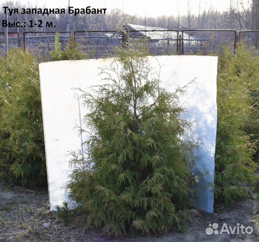 Туя западная Брабант