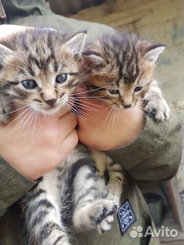 Котята маленькие купить на Зозу.ру - фотография № 2