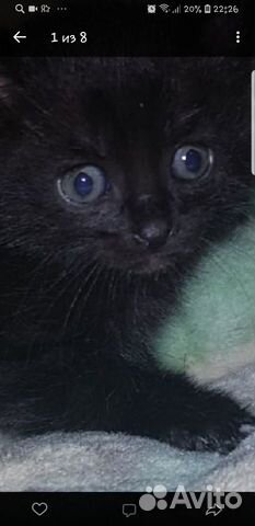 Котята и кошечка в добрые руки