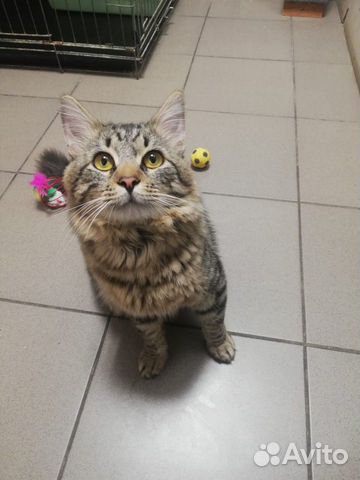 Котик в дар