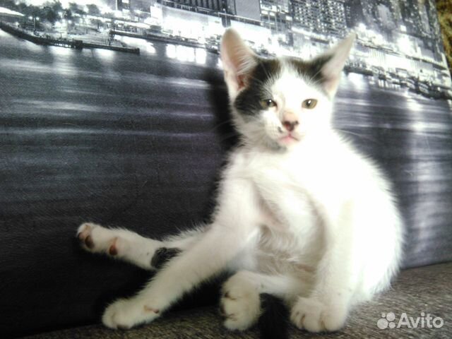 Котятки 2 мес